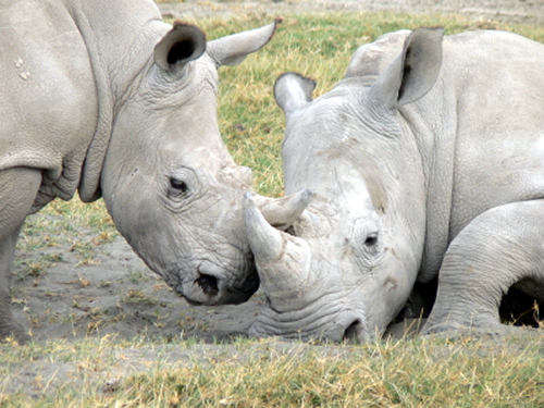 rhinos_nuzzling-10