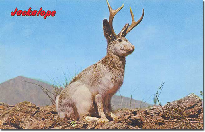 jackalope A vintage "jackalope" postcard, showing the popular cryptozoological critter of the American West.