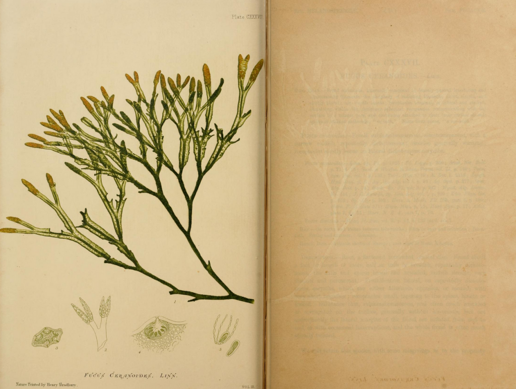 One of Bradbury's nature-prints featured in Johnstone and Croall's seaweed guide. Developed in 1853, the process created an impression of the plant on a lead plate resulting in highly realistic prints.