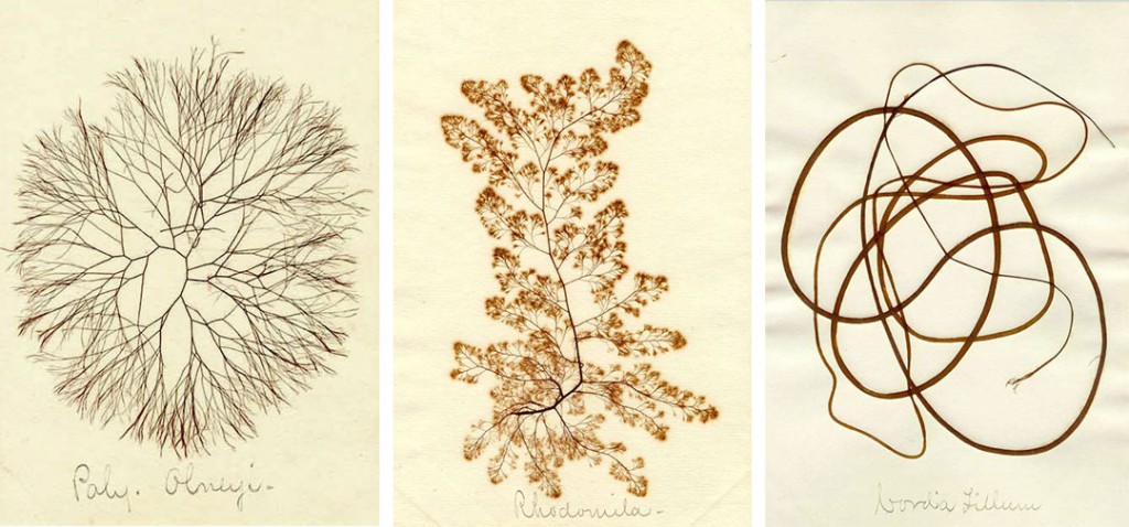 Three pressed seaweed specimens were likely collected near Martha's Vineyard, Massachusetts, by Mary A. Robinson, circa 1885. Courtesy the Harvard Botany Libraries.