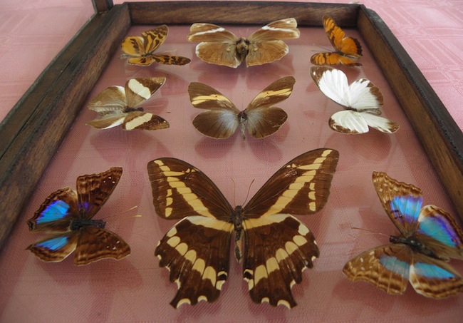The hobby of pinning dead butterflies in display boxes grew popular during the Industrial Revolution.
