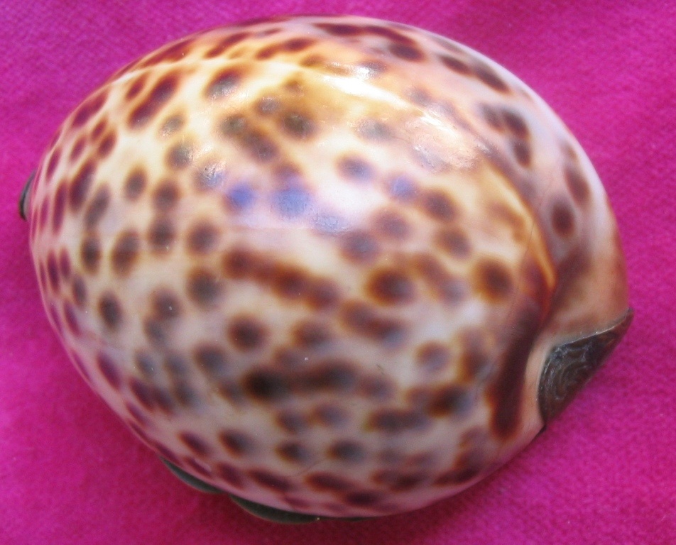 GEORGIAN PERIOD COWRY SHELL SNUFF BOX