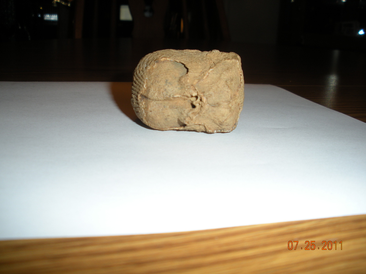 fossil head i found over 30 years ago