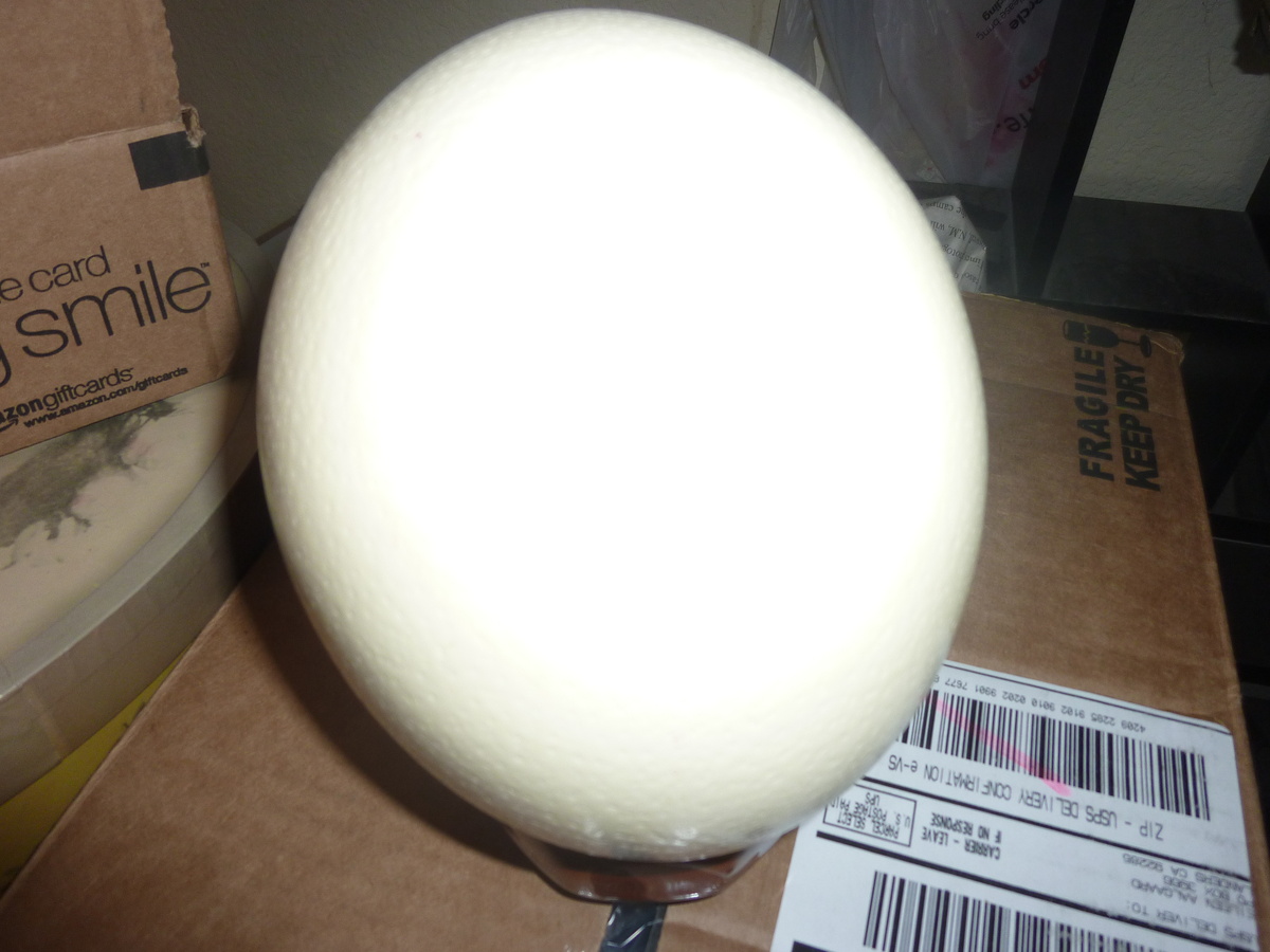 ostratche egg