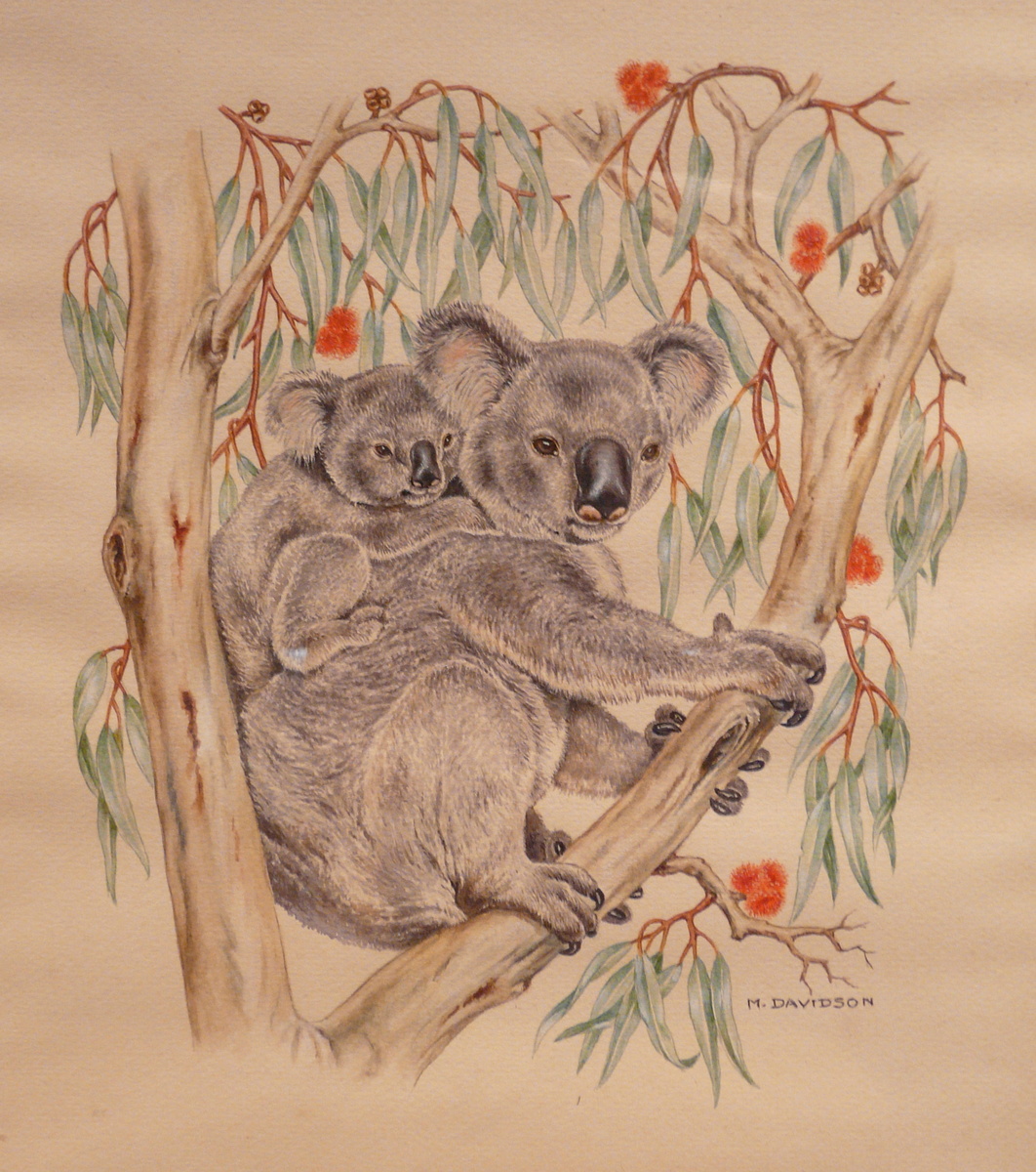 KOOKABURRA & KOALA - M. DAVIDSON