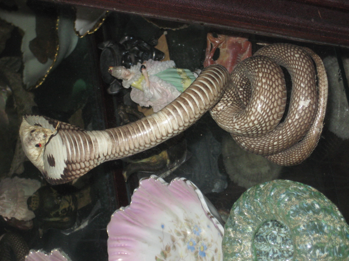 my Cobra, it is real