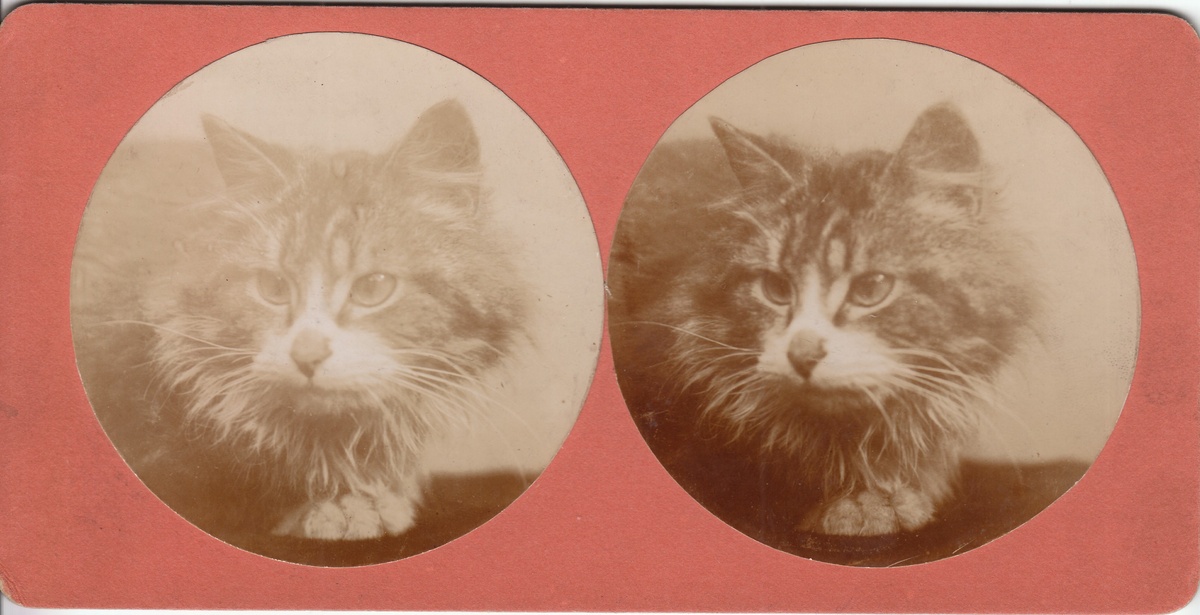 Cat Stereoview Stereograph Collection Jim Linderman