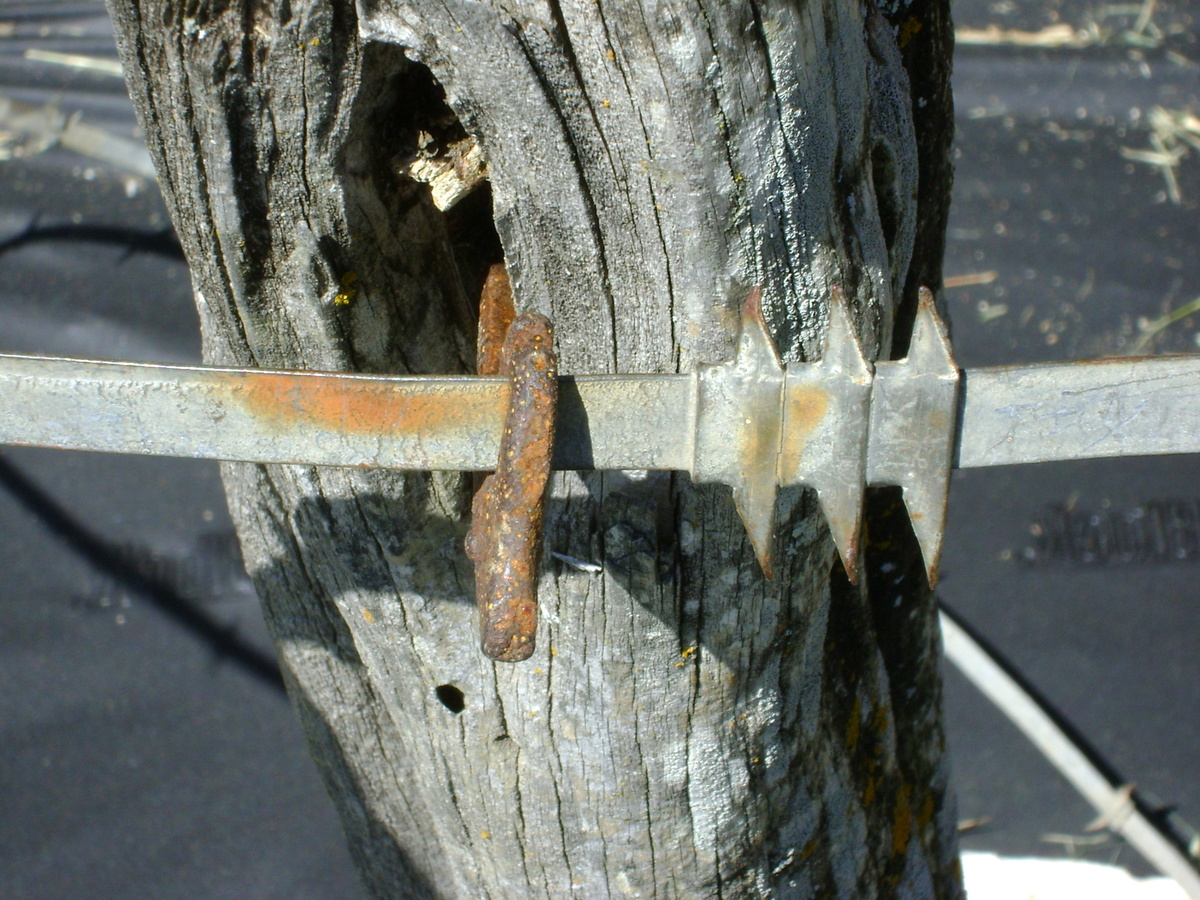 Barbed Wire - Brinkerhoff W/Staple and Punch Scrap Fencing