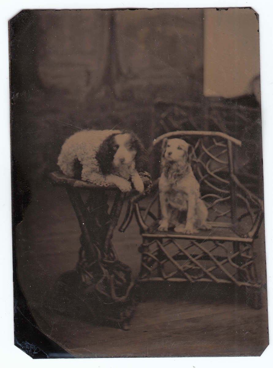 Two Well-Trained Dogs Tintype Collection Jim Linderman