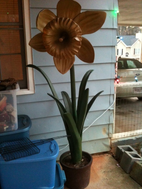 Carnival Ride Daffodil 