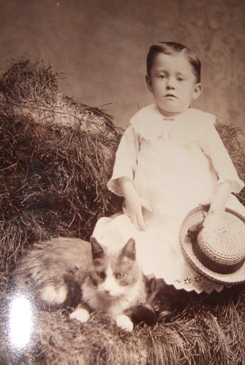 Cabinet card of boy in dress with a cat 