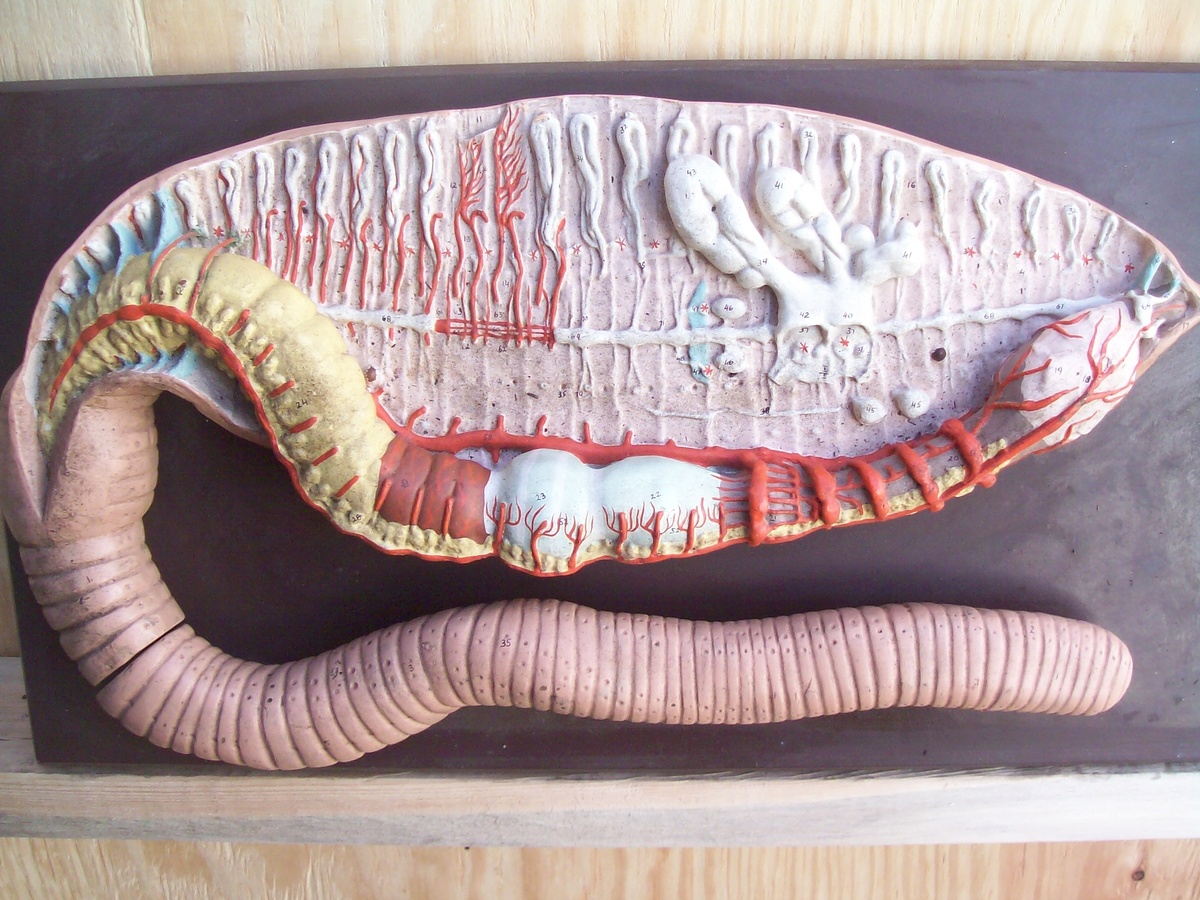Giant Worm.