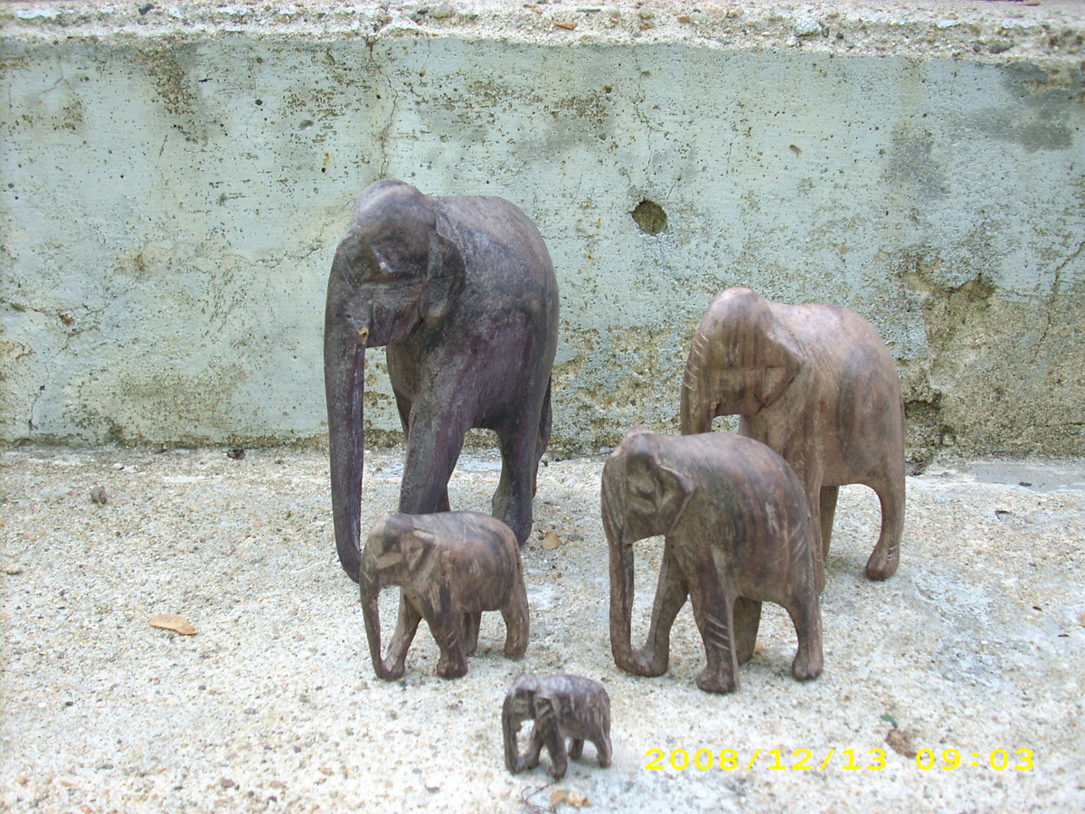 A herd of elephants