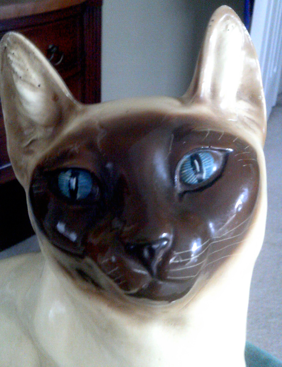 Big Siamese cat - Animals