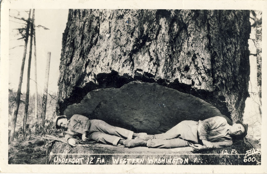 Fir chopping in Washington