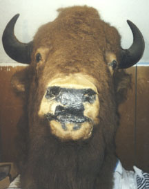 bill cody's buffalo? - Native American