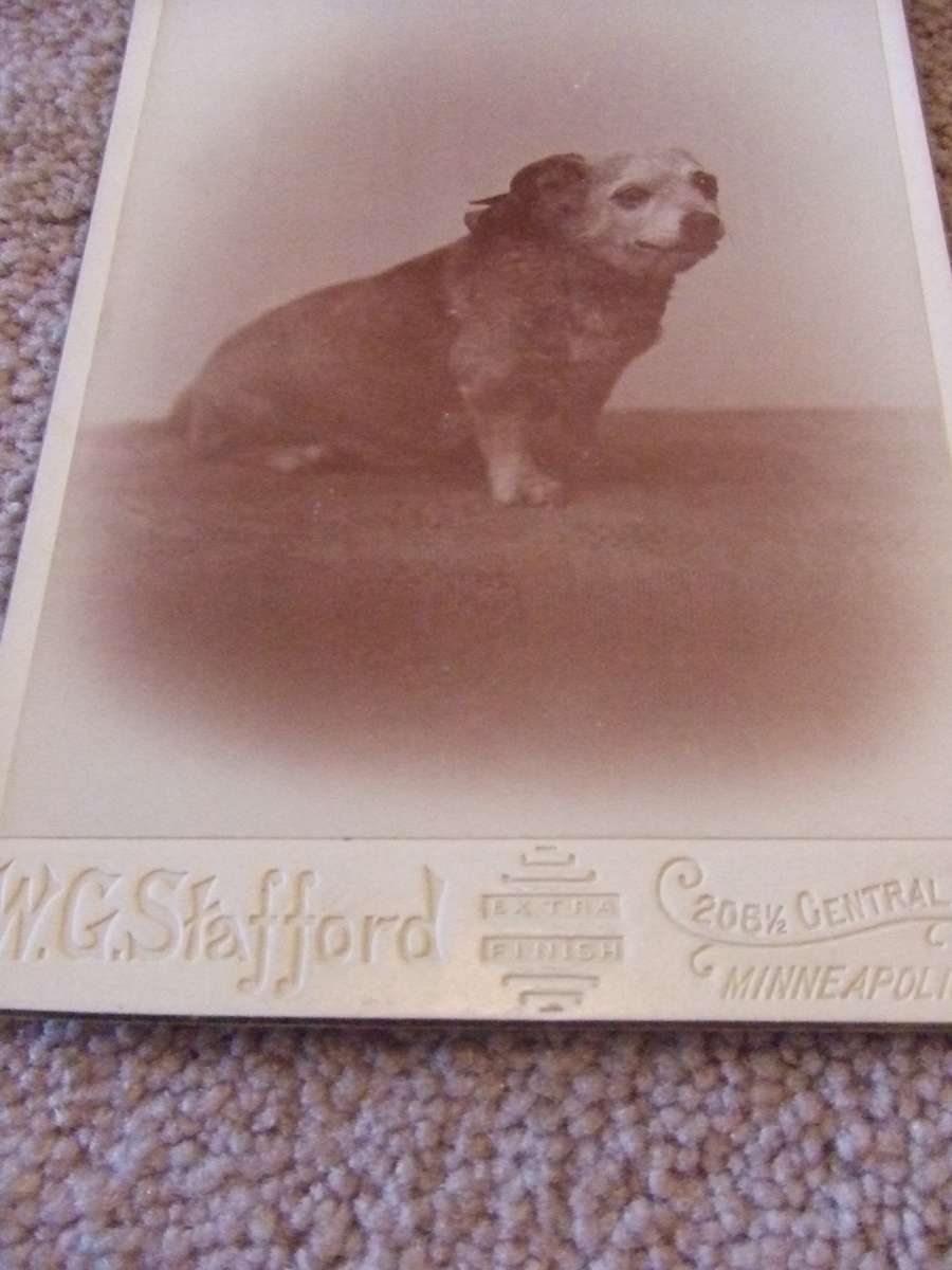 Cabinet card of an overweight dog