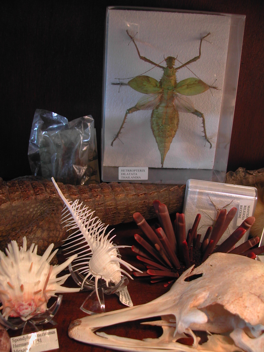 Naturalia