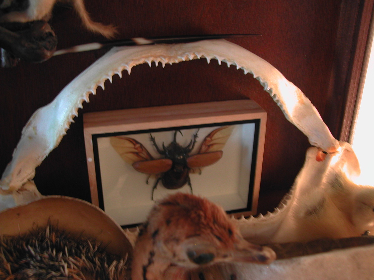 Naturalia
