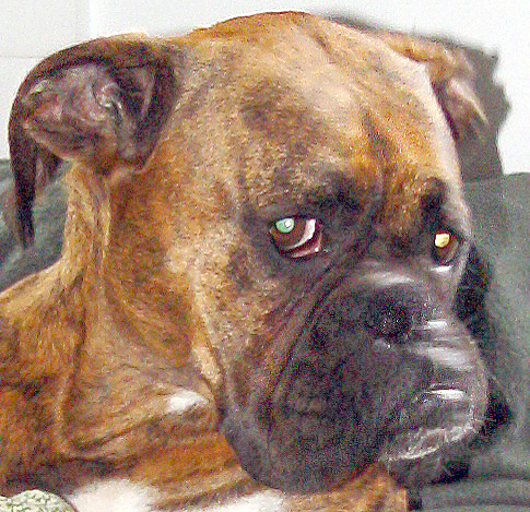 Bijoux_Dragon