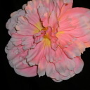 listermay1911