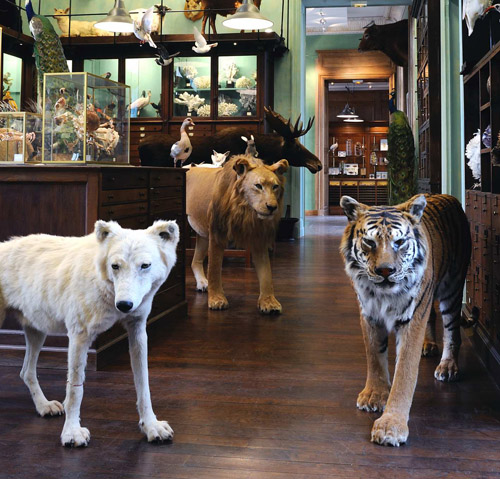Taxidermy Comes Alive! On the Web, the Silver Screen, and in Your Living  Room | Collectors Weekly